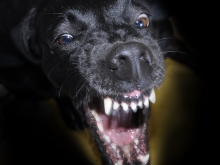 Dog Bite & Dog Attack Attorney in Rochester NY